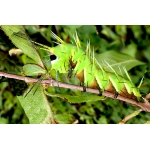 Eastern Glory Moth Mirina christophi Pupae